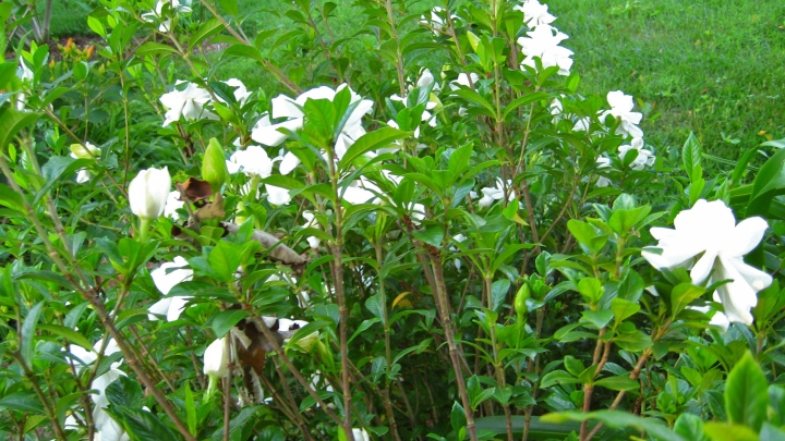 The Use Of Fragrant Flowers In Your Garden Part 4 Gardenia